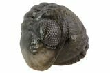 Bumpy Enrolled Austerops (Phacops) Trilobite #86442-2